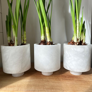Image of 3 M+A NYC Cylindrical Planters in alabaster with Paper White bulbs growing inside them.