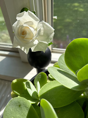 Image of M+A NYC Keyhole Vase in Soapstone showing off a cream colored rose