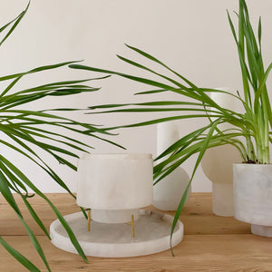 Image of M+A Cylindrical Planter 5" Diameter planted with Paperwhites and sitting with other alabaster accessories, including our Planter/Vase Set, Round Tray, and Lolita and Lola Vases.