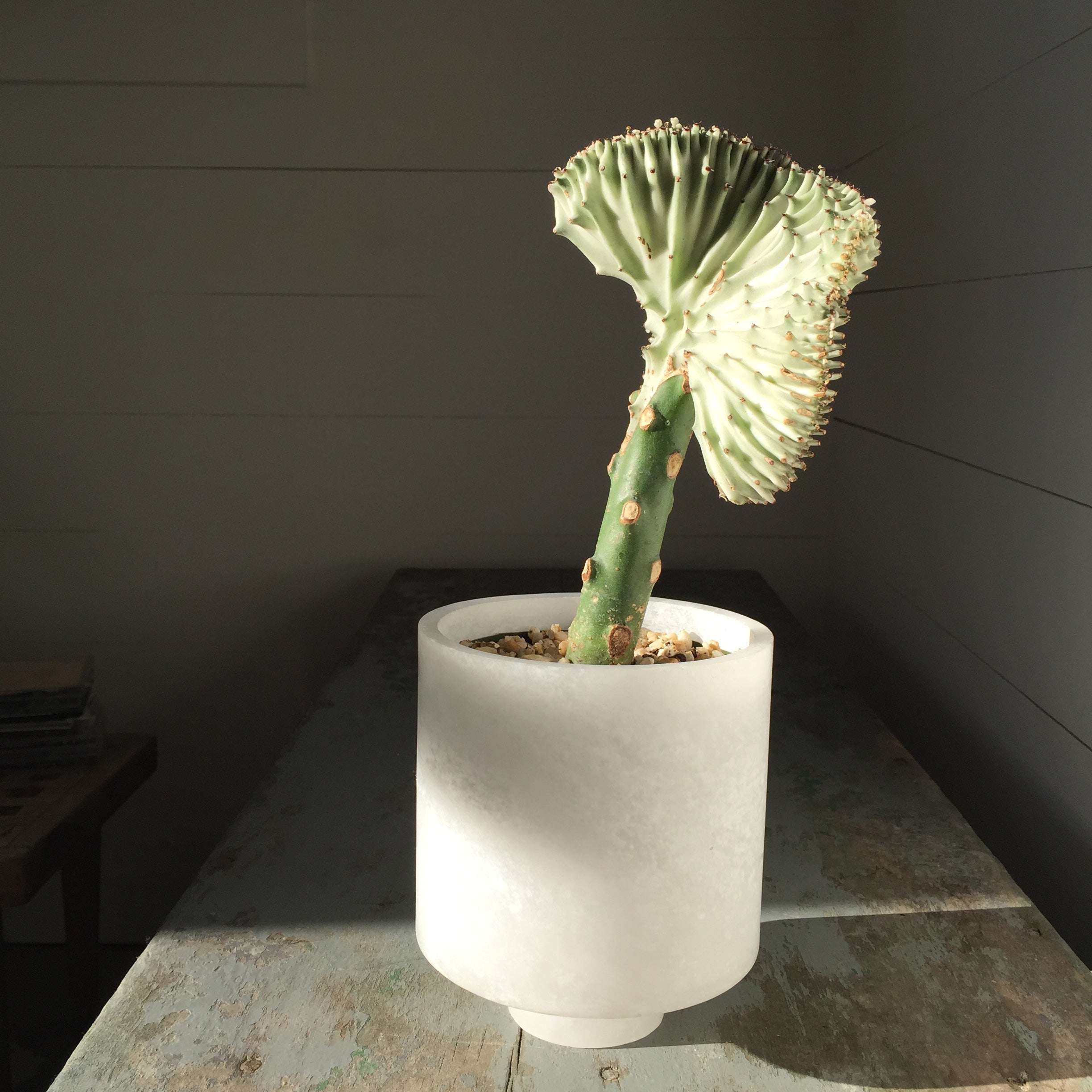Image of M+A NYC Cylindrical Planter 5" Diameter in Alabaster planted with a coral cactus that is facing the rising sun all aglow.