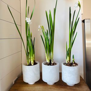 Image of 3 M+A NYC Cylindrical Planters in alabaster with Paper White bulbs in bloom.