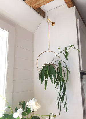 Image of M+A NYC Hanging Planter with a showy Rhipsalis plant.