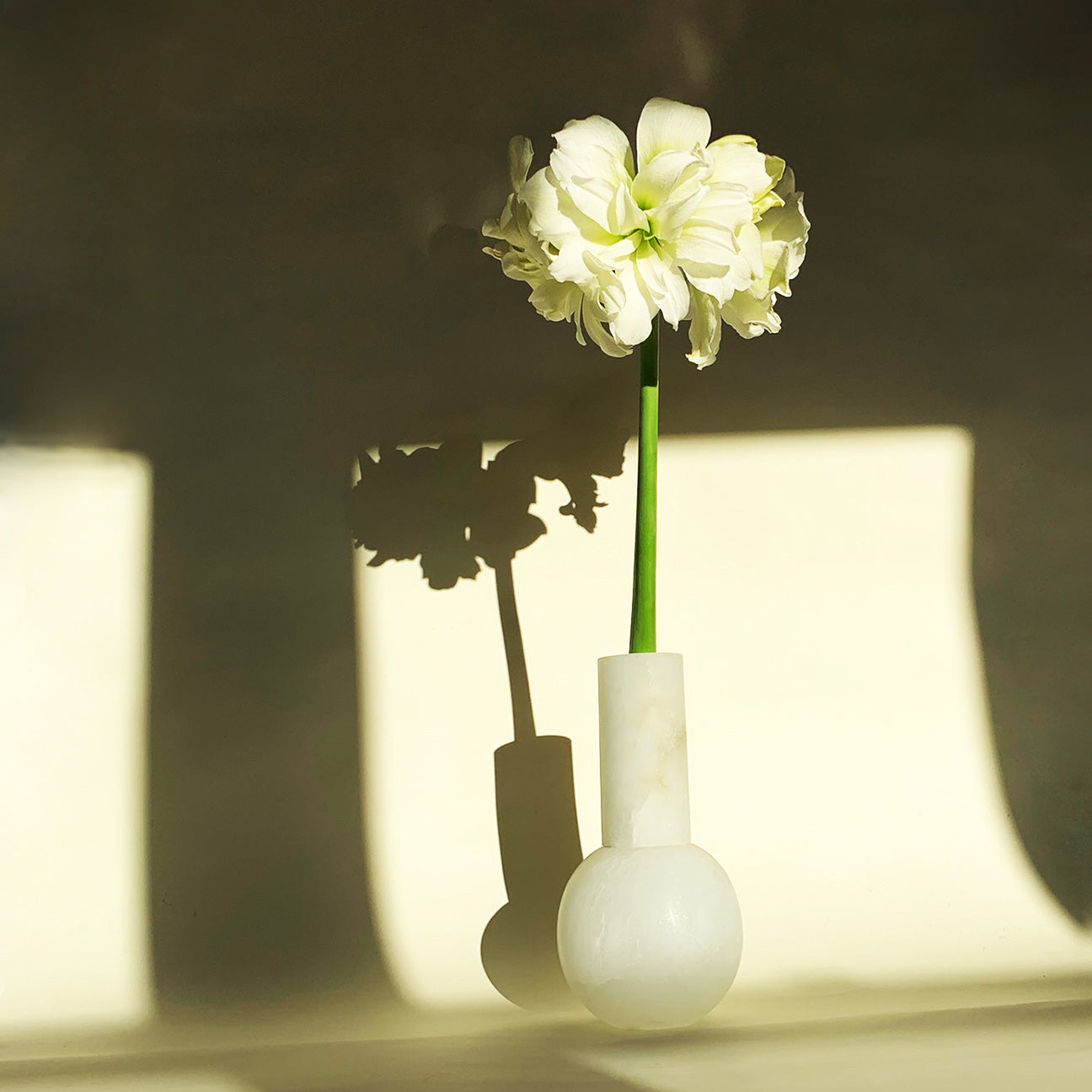 Image of M+A NYC Lolita Vase in Alabaster with a single bold Amaryllis stem basking in the late afternoon sun.