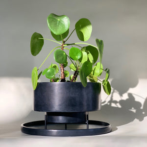 Image of M+A NYC Low Cylindrical Planter that is 8 1/8" in diameter, made of black soapstone with a low luster waxed finish, on a black powder coated brass stand.  Shown planted with a Pilea plant and sitting on our Round Tray, also in waxed soapstone.