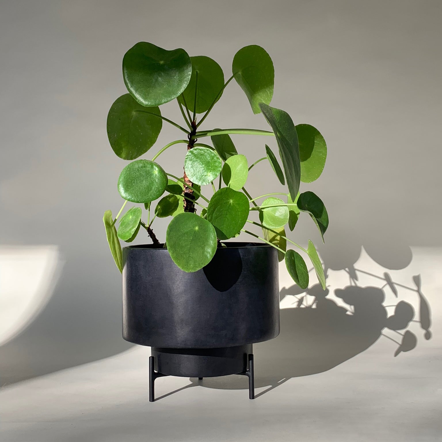 Image of M+A NYC Planter/Vase Set in Soapstone being used as a planter potted with a Pilea plant 