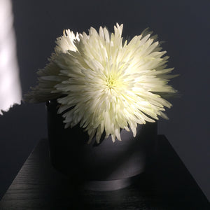Image of M+A NYC Planter/Vase Set with Ikebana Lid in Soapstone, holding big white chrysanthemums that are glowing in the early morning light. 