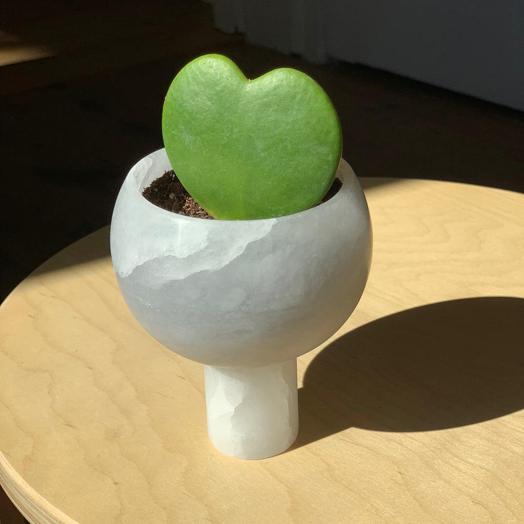 M+A NYC Orb Planter Small in Alabaster planted with a green heart succulent.